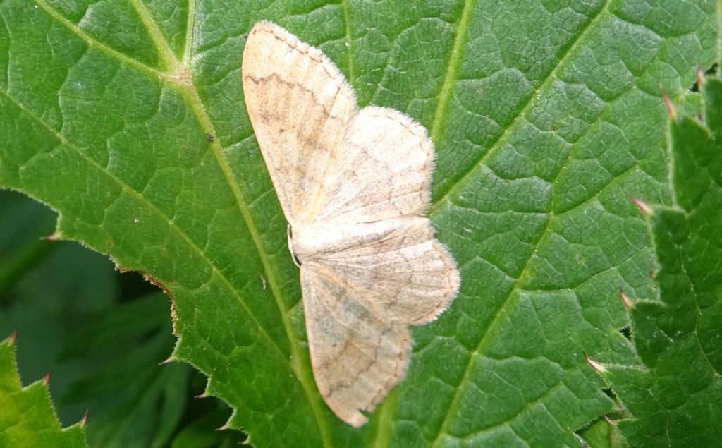 Idea aversata - Geometridae